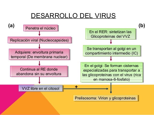 enfermedad eruptiva de la infancia